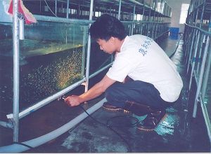 Inspect fish