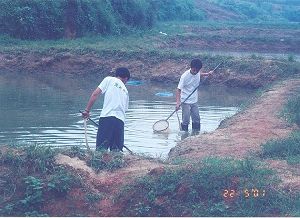 Catch Daphnia